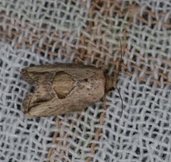 Strotihypera macroplaga