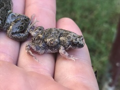 Uperoleia laevigata