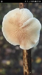 Crepidotus variabilis