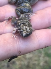 Uperoleia laevigata