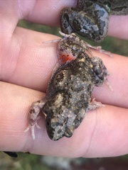 Uperoleia laevigata