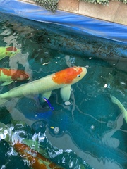 Cyprinus rubrofuscus