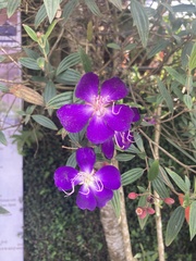 Melastoma malabathricum