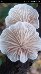 Clitopilus hobsonii