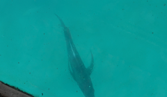 Caranx ignobilis