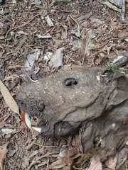 Myocastor coypus