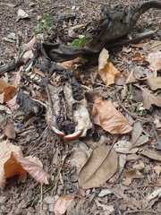 Myocastor coypus