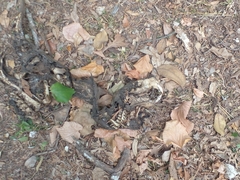 Myocastor coypus