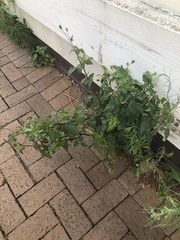 Bidens pilosa