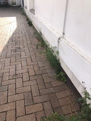 Bidens pilosa