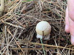 Amanita junquillea