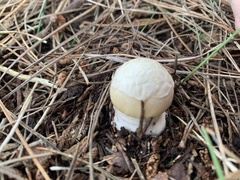 Amanita junquillea