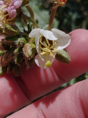 Chylismia claviformis