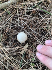 Amanita junquillea