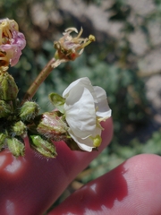 Chylismia claviformis