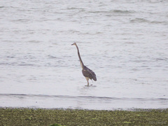 Ardea sumatrana
