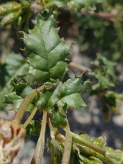 Chylismia claviformis
