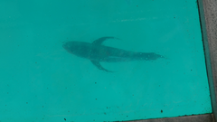Caranx ignobilis