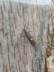Esperia sulphurella