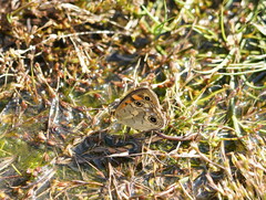 Heteronympha cordace