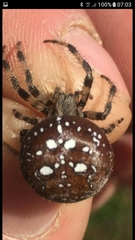 Araneus quadratus