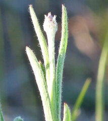 Jurinea stoechadifolia