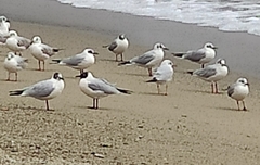 Thalasseus sandvicensis