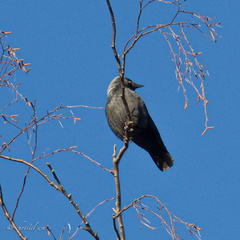 Corvus monedula