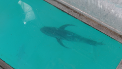 Caranx ignobilis