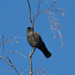 Corvus monedula