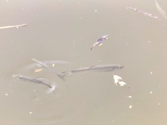 Hemiculter leucisculus