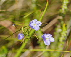 Veronica gracilis