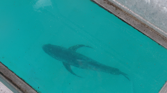 Caranx ignobilis