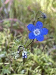 Nemophila menziesii