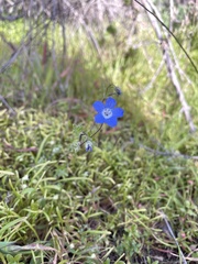 Nemophila menziesii