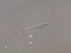 Hemiculter leucisculus