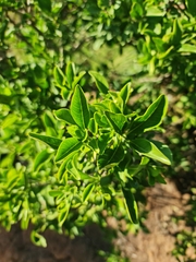 Rhamnus prinoides