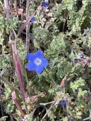 Nemophila menziesii