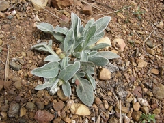 Psephellus sibiricus