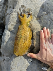 Sepioteuthis lessoniana