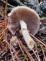 Psathyrella longistriata