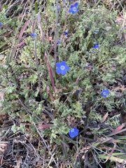 Nemophila menziesii