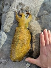 Sepioteuthis lessoniana