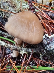 Psathyrella longistriata