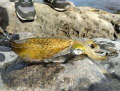 Sepioteuthis lessoniana