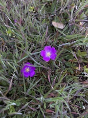 Calandrinia menziesii