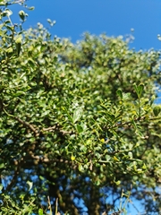Zanthoxylum capense
