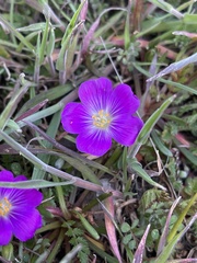 Calandrinia menziesii