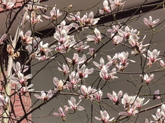 Magnolia biondii
