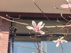 Magnolia biondii
